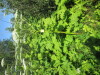 Thumbnail IMG_1468.JPG 