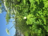 Thumbnail IMG_1469.JPG 