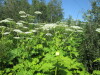 Thumbnail IMG_1472.JPG 