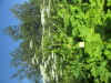 Thumbnail IMG_1473.JPG 