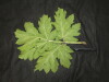 Thumbnail IMG_3022.JPG 