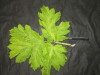 Thumbnail IMG_3023.JPG 
