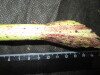 Thumbnail IMG_3024.JPG 