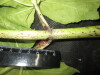 Thumbnail IMG_3025.JPG 