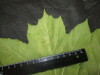 Thumbnail IMG_3026.JPG 