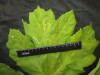 Thumbnail IMG_3027.JPG 