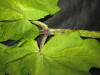 Thumbnail IMG_3028.JPG 