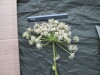 Thumbnail IMG_3033.JPG 