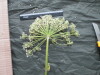 Thumbnail IMG_3034.JPG 