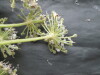 Thumbnail IMG_3035.JPG 