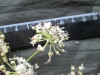 Thumbnail IMG_3036.JPG 