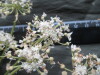 Thumbnail IMG_3037.JPG 