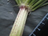Thumbnail IMG_3039.JPG 