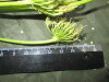 Thumbnail IMG_3040.JPG 