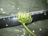 Thumbnail IMG_3041.JPG 