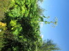 Thumbnail IMG_1476.JPG 