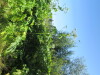 Thumbnail IMG_1477.JPG 