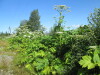 Thumbnail IMG_1478.JPG 