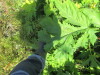 Thumbnail IMG_1479.JPG 