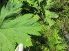 Thumbnail IMG_1480.JPG 
