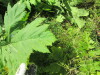 Thumbnail IMG_1481.JPG 