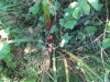 Thumbnail IMG_1483.JPG 