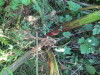 Thumbnail IMG_1484.JPG 