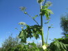 Thumbnail IMG_1486.JPG 