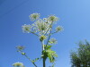 Thumbnail IMG_1487.JPG 