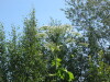 Thumbnail IMG_1488.JPG 