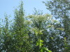 Thumbnail IMG_1489.JPG 