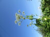 Thumbnail IMG_1490.JPG 
