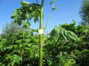 Thumbnail IMG_1491.JPG 