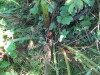 Thumbnail IMG_1492.JPG 