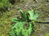 Thumbnail IMG_1494.JPG 