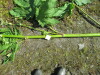 Thumbnail IMG_1495.JPG 
