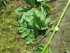 Thumbnail IMG_1496.JPG 