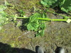 Thumbnail IMG_1497.JPG 