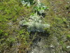 Thumbnail IMG_1499.JPG 