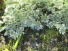Thumbnail IMG_1500.JPG 