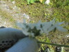 Thumbnail IMG_1501.JPG 