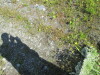 Thumbnail IMG_1504.JPG 