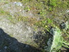Thumbnail IMG_1505.JPG 