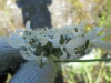 Thumbnail IMG_1506.JPG 