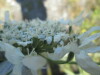 Thumbnail IMG_1507.JPG 