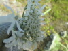 Thumbnail IMG_1508.JPG 