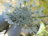 Thumbnail IMG_1509.JPG 