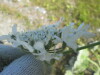 Thumbnail IMG_1510.JPG 