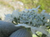 Thumbnail IMG_1511.JPG 