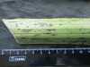 Thumbnail IMG_2421.JPG 